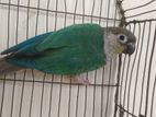 Blue sided conure