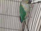 Blue sided conure sell hobe