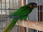 Blue thodet conure running female dna available