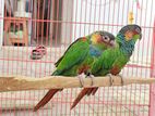 Blue_throated_conure