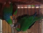 Blue throated conure run*ning pa*ir age