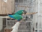 Blue Yellow Sided Conure