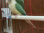 Blue Yellow Sided Conure