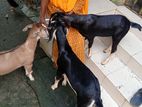 ব্ল্যাক বেঙ্গল ছাগল