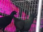 ব্ল্যাক বিউটি ফিমেল অ্যান্ডলজিয়া