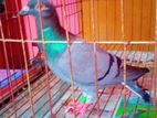 ব্ল্যাক সবজি রেসার মাদি