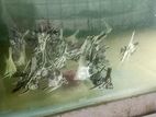 ব্ল্যাক স্ট্রাইপ অ্যাঞ্জেল ফিশ।