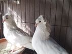 বমবাই কবুতর বিক্রি