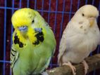 Bnglish budgie pair