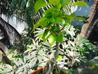 বনসাই গাছ
