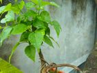 বনসাই