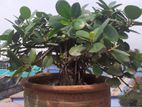 বনসাই ফাইকাস চায়না বট Bonshai China Bot Ficus Bonsai