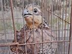 bobwhite quill