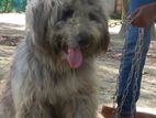 Dog Sell