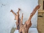 Bog Wood Aquarium