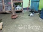 বোম্বাই একজন কবুতর এবং একটি গিরিবাজ
