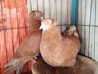 বোম্বাই কবুতর