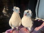 Bombay Pigeon White 1 Pair