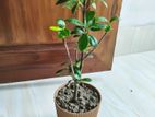 Bonsai China Bot