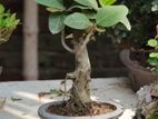 Bonsai (Desi Banyan)