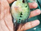 Bonsai Flowerhorn Fish