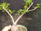 Bonsai