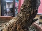 Bonsai Sell
