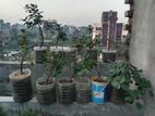 Bonsai Materials for Sale