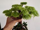 Bonsai moss tree