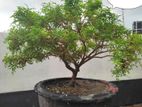 Bonsai tree For sale