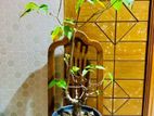 Bonsai Tree (indoor outdoor)