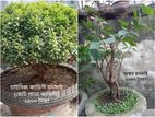 Bonsai Tree Sale