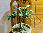 Bonsai trees (Indoor)