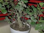 Bonshai Tree