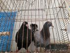 PIgeon for sell