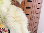 Both male and female pure persian cat sale post