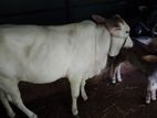 ব্রাহামা বকনা বিক্রি করব