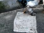 ব্রাহামা জাতের মুরগী নর