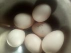 ব্রাহামা মুরগীর বীজ ডিম বিক্রি হবে