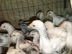 ব্রাহামা মুরগির বাচ্চা বিক্রয়।