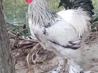 ব্রাহমা মুরগি