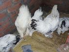 ব্রাহমা মুরগি সেল