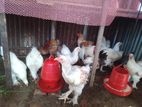 ব্রাহমা মুরগী