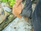 ব্রাহমা মুরগী