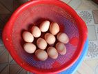 ব্রাহমা মুরগির বীজ ডিম বিক্রয় হবে