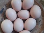 ব্রাহমা মুরগির বিজ ডিম