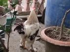ব্রাহমা রানিং এডাল্ট ২ টা ডিম পারা মুরগি ও ১ মোরগ