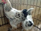 Brahma Murug