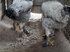 Brahma pair for sell