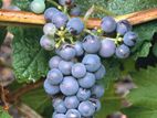 Brandt grape vine